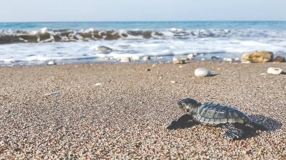 Turtle on the beach